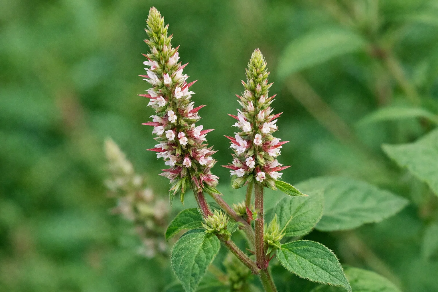 achyranthes-bi-dentata-blume